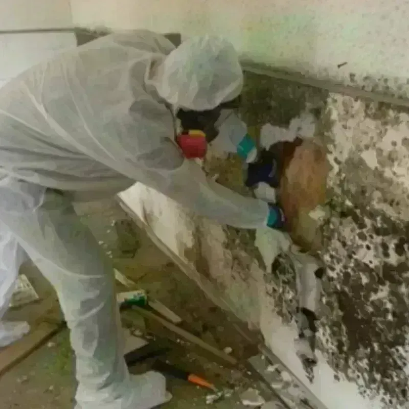 Mold Remediation and Removal in Fountain County, IN